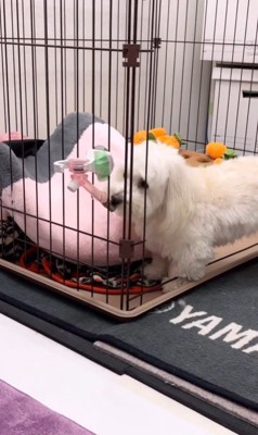 とうふちゃんの聞き間違い2