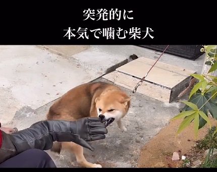 本気噛みする柴犬