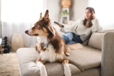 ソファの上の犬と女性