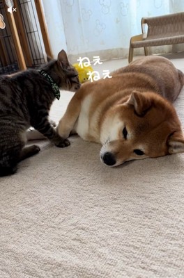 ツンツンするゆずくん