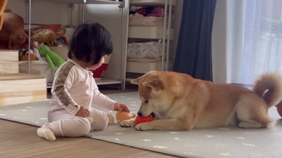 犬におもちゃを渡す女の子