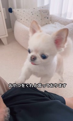 おやつをおねだりするうに君2