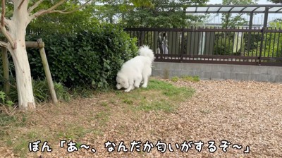 地面の匂いを嗅ぐ犬