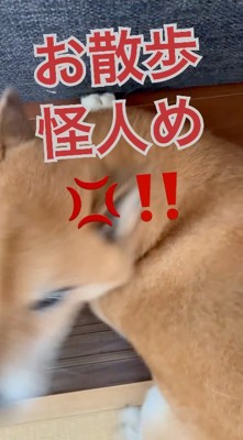 怒りながら飼い主から離れようとする犬