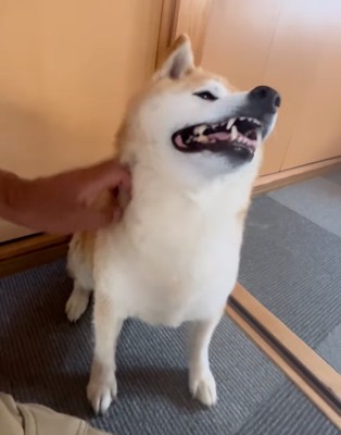 顔周りを撫でられる柴犬