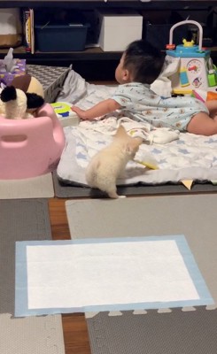 赤ちゃんのおもちゃを強奪するもこちゃん