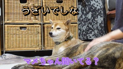 マメちゃんは反省ゼロ