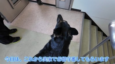 実家に預けることに