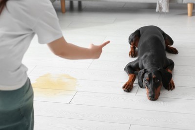 指差し、犬を怒鳴る人