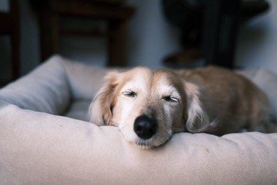 ベッドで眠る犬