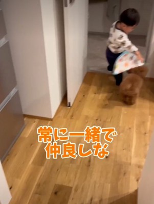 犬にタオルをかける赤ちゃん