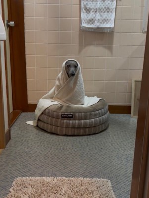 飼い主さんを見守っています