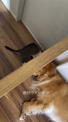 ひっくり返りそうになりながら、壁の向こう側へ足を伸ばす猫