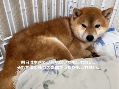 怯える柴犬2
