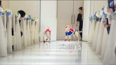 結婚式場の扉の前で立ち止まるクリーム色の犬