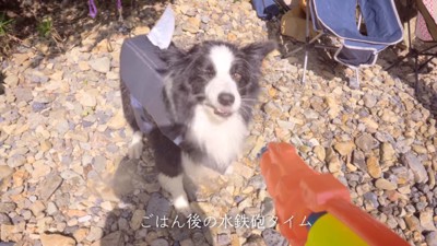 水鉄砲を浴びるまろくん