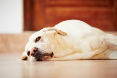 ぐったりしている大型犬