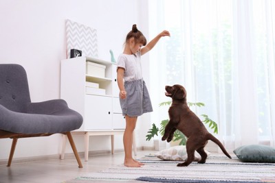 少女のかざしたおやつが嬉しくて飛び跳ねる小型犬