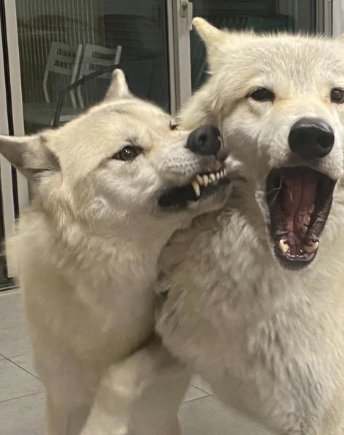 怒る狼犬と避ける狼犬