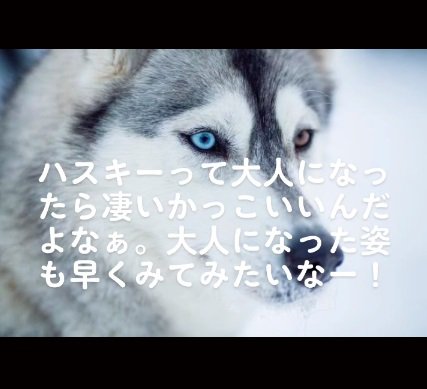 成犬のハスキー