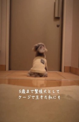 玄関で待つ犬