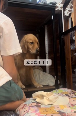 立ち上がったならちゃん