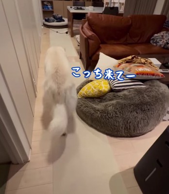 部屋を歩く大型犬の背中