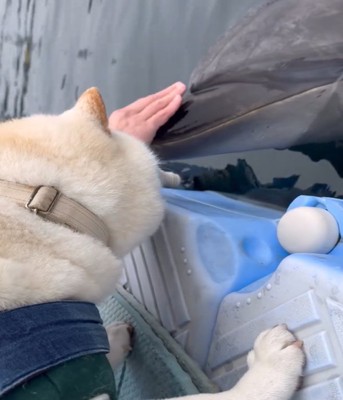 イルカをなでる飼い主