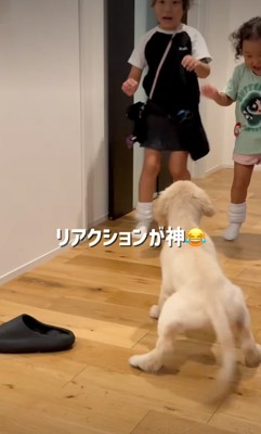 犬と対面