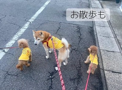 散歩するはち君とぷく君