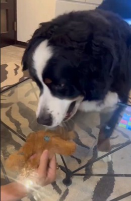 テーブル越しにおもちゃに顔を近づける大型犬