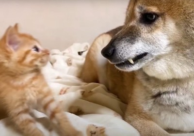 驚いて身を引く子猫と牙を見せた犬2:24