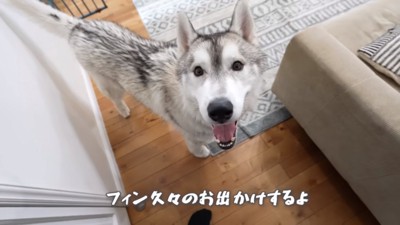 お出かけが嬉しいフィンくん