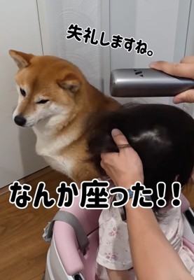 女の子の後ろに座る柴犬
