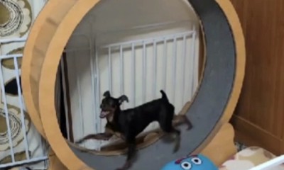 裸で走る犬