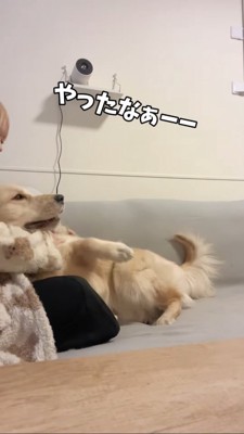飼い主さんに倒れこむゴールデンレトリバー