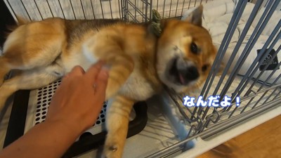 おにぎりくんの散歩拒否5