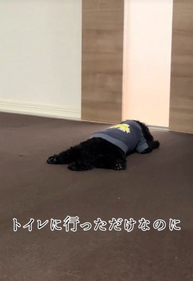 ドアの前で待つろく君