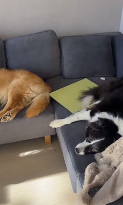 ソファーで寝転がるボーダーコリーとゴールデンレトリバー