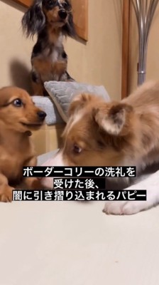 子犬に顔を近づける先輩犬