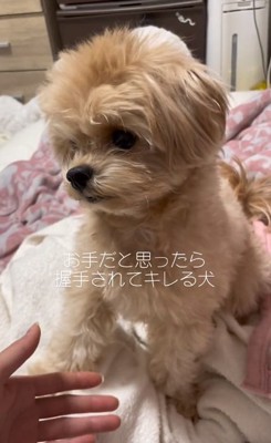 じぷくんの前に手を出す飼い主さん