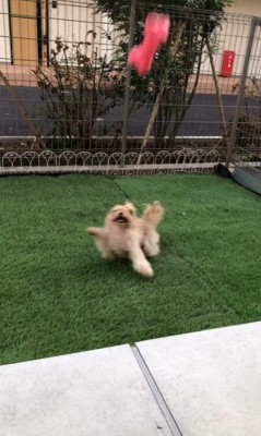 おもちゃを投げた時のベルちゃん5