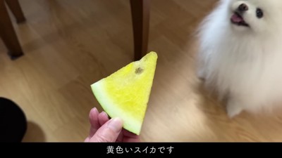 黄色いスイカで…