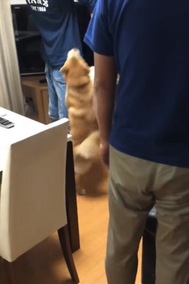 大喜びする柴犬