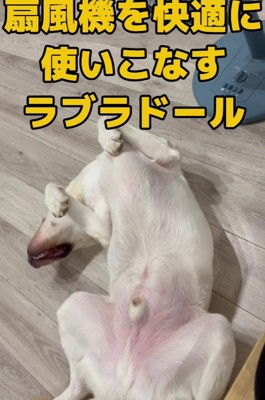扇風機を使いこなす