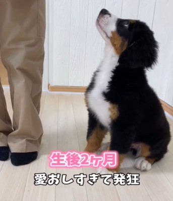 お座りする犬