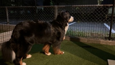 「会いたいよ~」としょんぼり