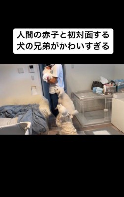 赤ちゃんと初対面するむう君＆める君3