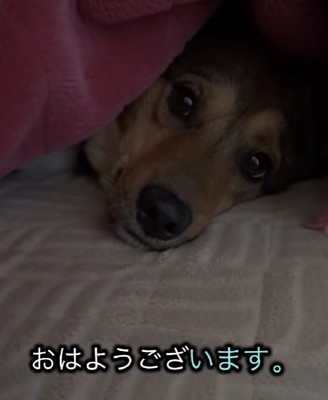 「まだ眠い…」