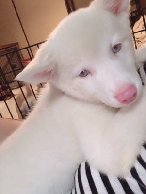 アルビノのトックちゃん